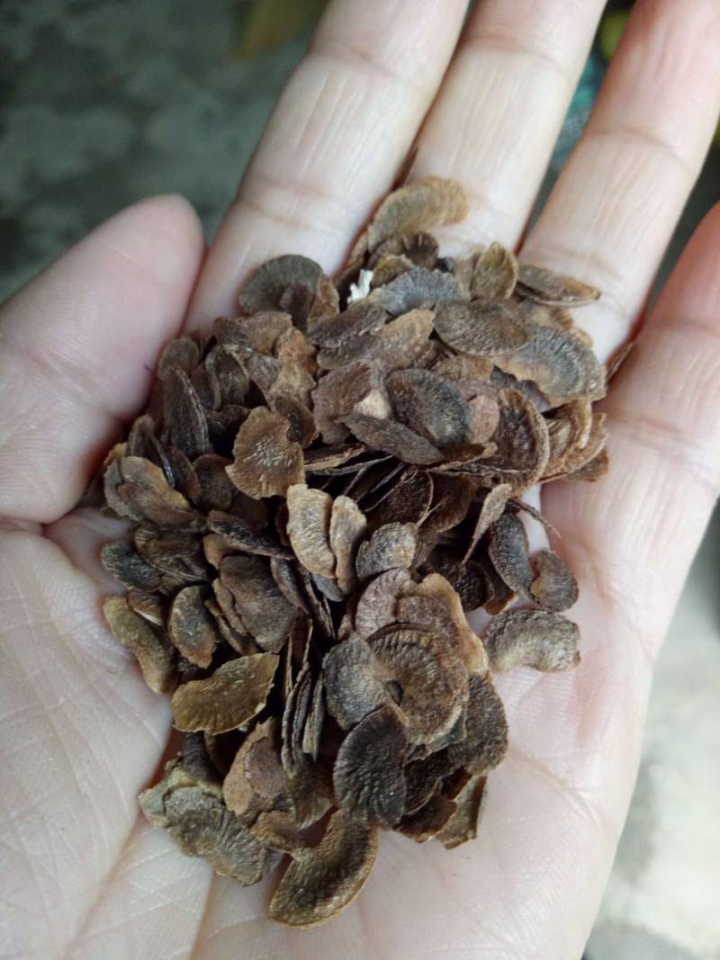 木荷种子，造林种子，白荷种子枫香木荷造林苗种子