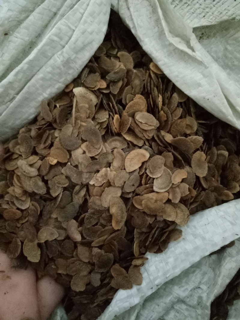木荷种子，造林种子，白荷种子枫香木荷造林苗种子