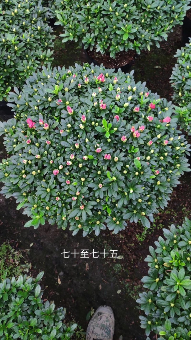 杜鹃花盆景