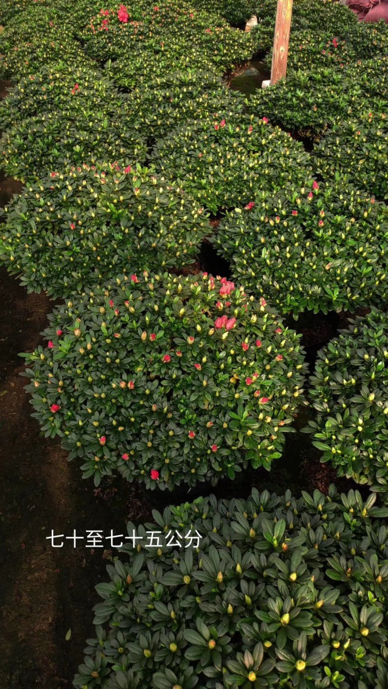 杜鹃花盆景