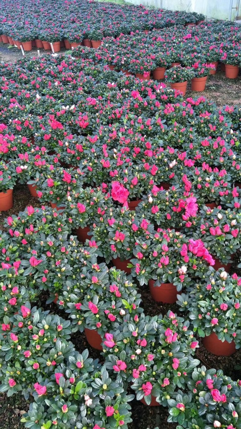 杜鹃花盆景