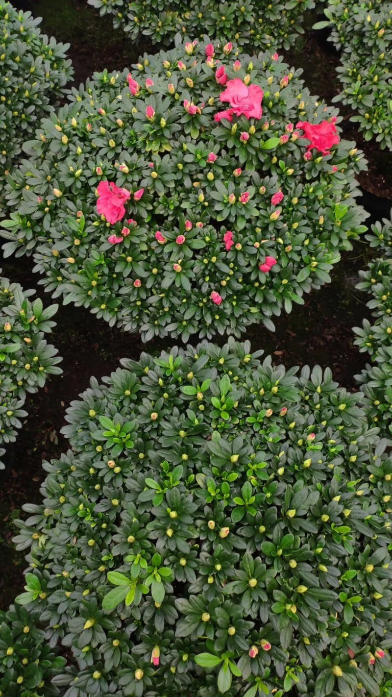 杜鹃花盆景