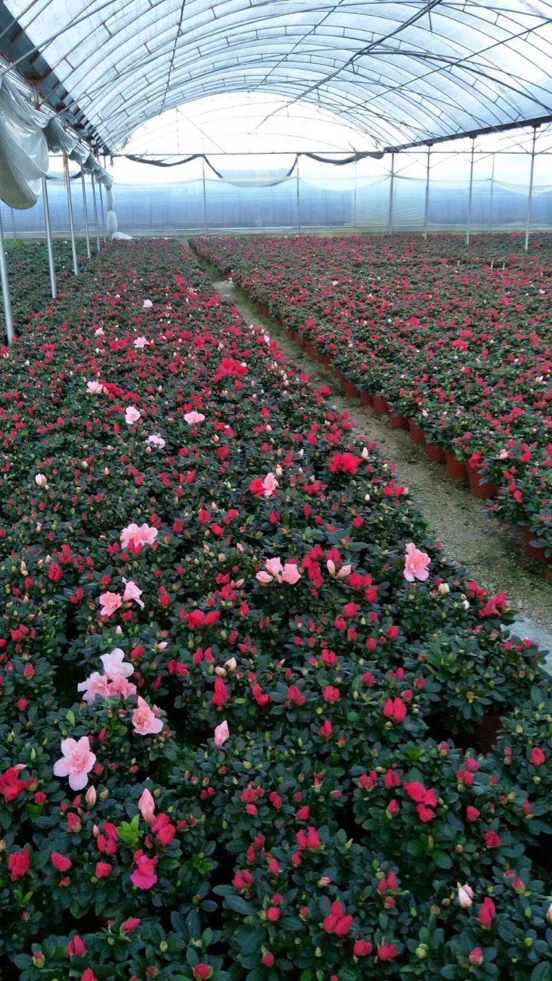 杜鹃花盆景