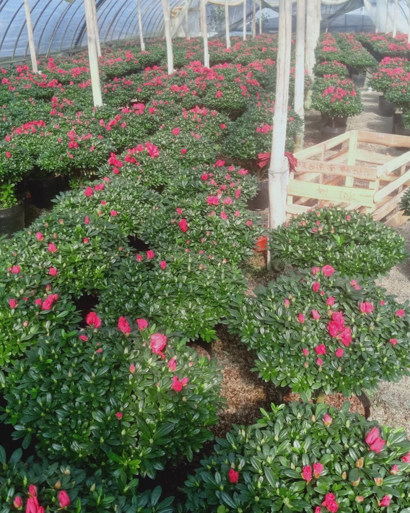 杜鹃花盆景