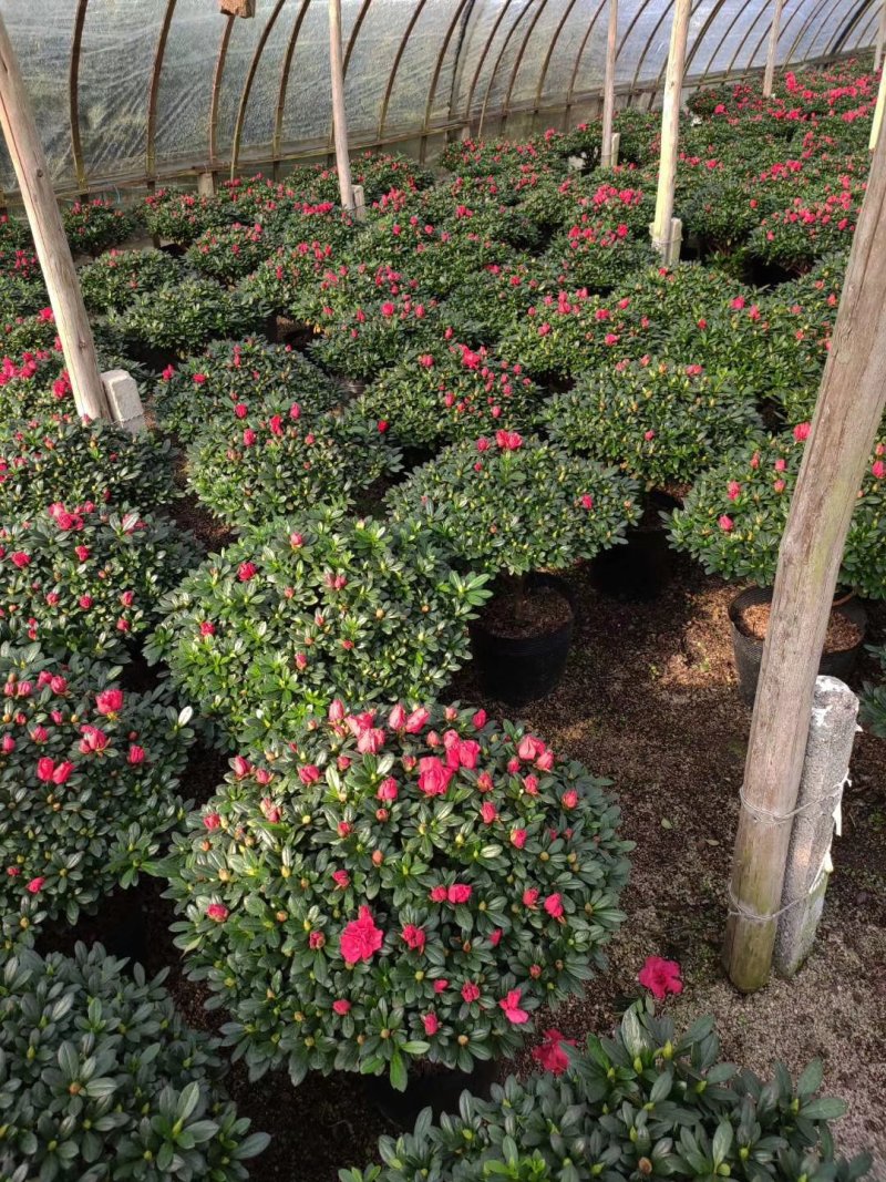 杜鹃花盆景