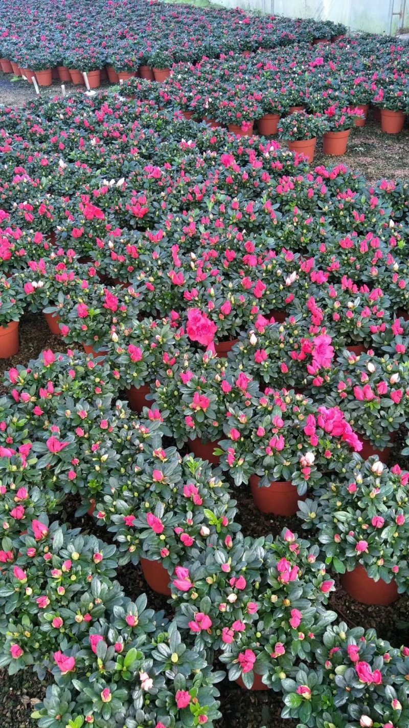 杜鹃花盆景