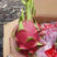 越南火龙果，白心，红心价格美丽，欢迎老板采购