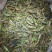 稻蝗，蚂蚱，今年新货，一手货源。
