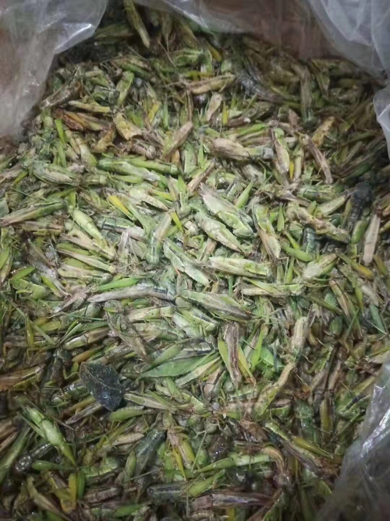 稻蝗，蚂蚱，今年新货，一手货源。