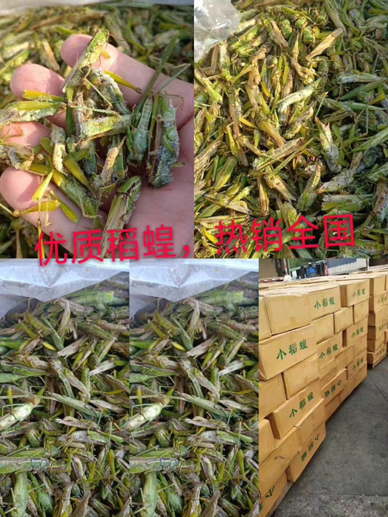 稻蝗，蚂蚱，今年新货，一手货源。