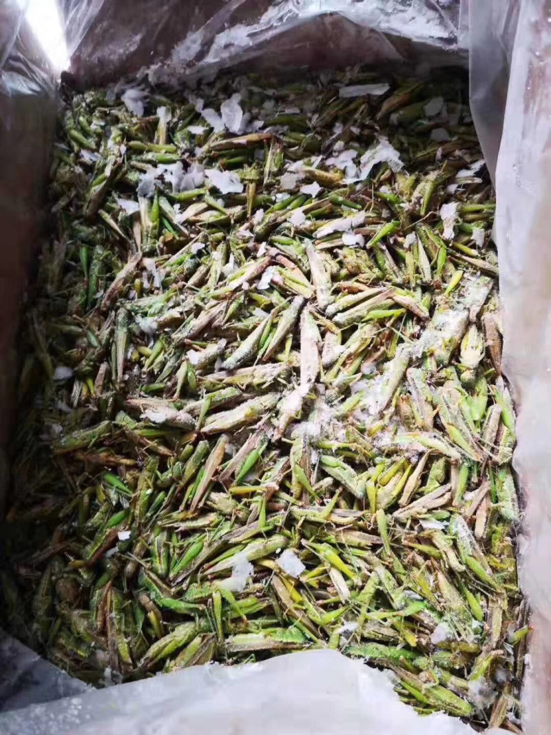 稻蝗，蚂蚱，今年新货，一手货源。