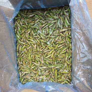 稻蝗，蚂蚱，今年新货，一手货源。