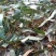 枇杷叶巴叶芦桔叶青统叶生切片