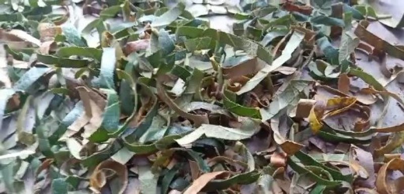 枇杷叶巴叶芦桔叶青统叶生切片