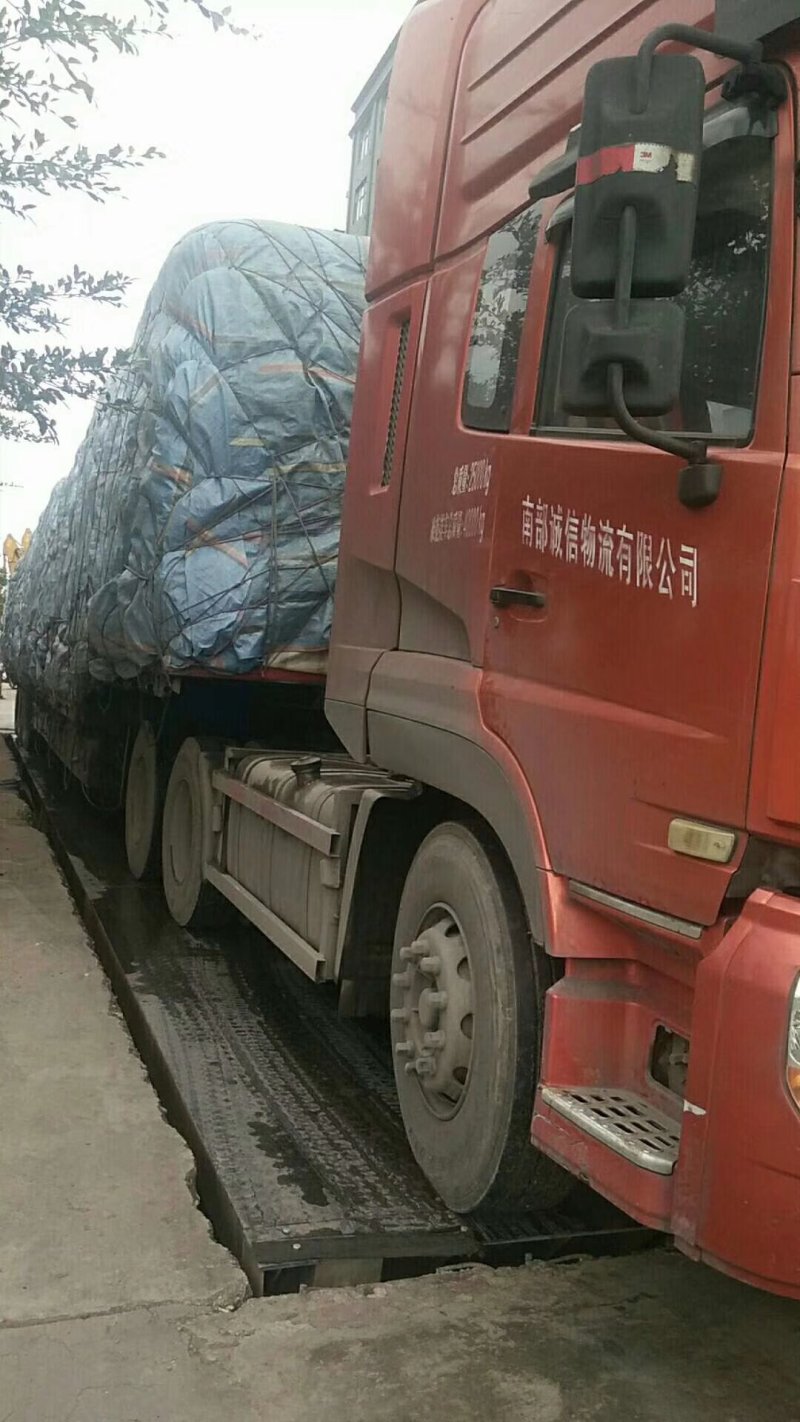 统枇杷叶巴叶芦桔叶蜜枇杷叶