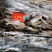 单冻三去雷鱼红尾鱼高品质