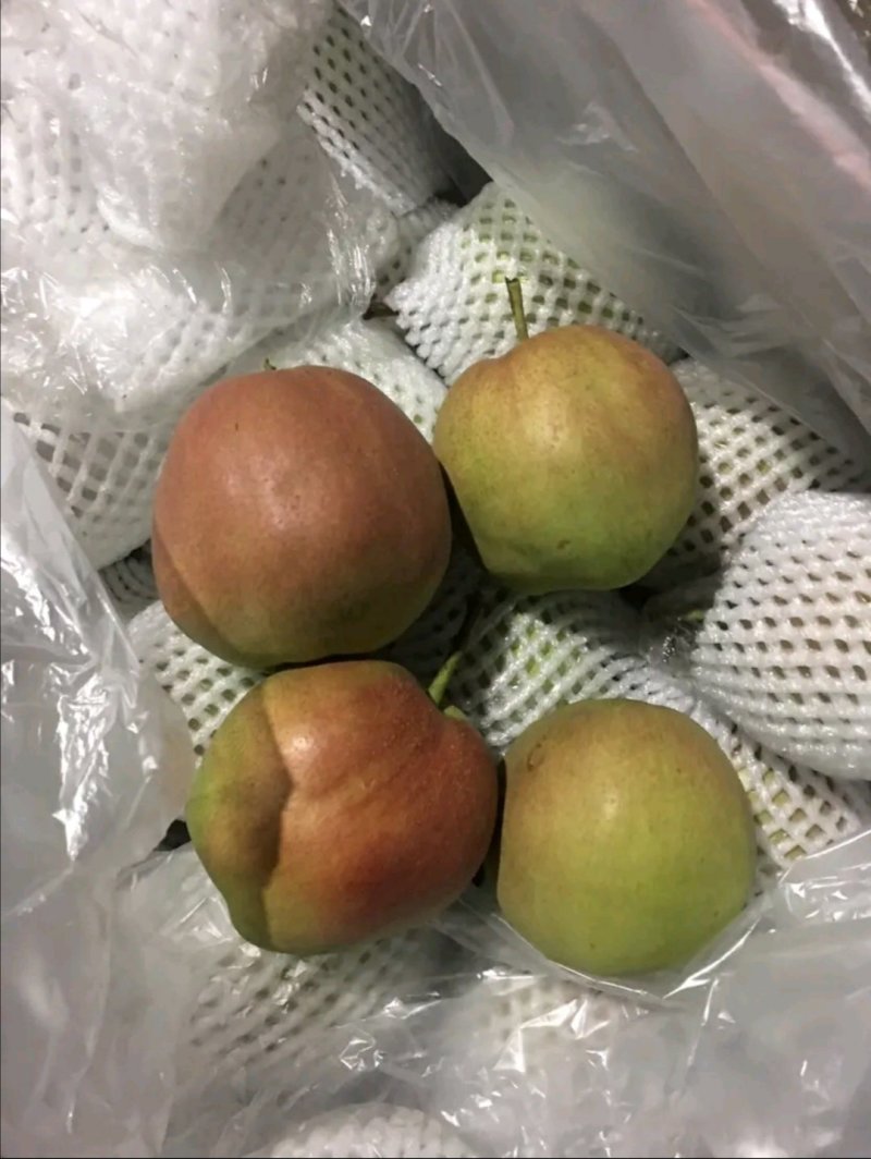 产地直销优质梨树苗，有早酥红梨苗，秋月梨苗，质优价廉。