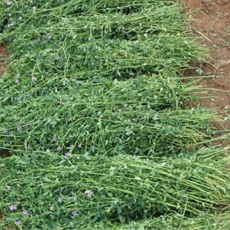 紫花苜蓿草四季牧草种子紫花苜蓿种籽畜牧草种多年生养殖鸡兔