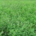 紫花苜蓿草四季牧草种子紫花苜蓿种籽畜牧草种多年生养殖鸡兔