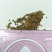 紫花苜蓿草四季牧草种子紫花苜蓿种籽畜牧草种多年生养殖鸡兔