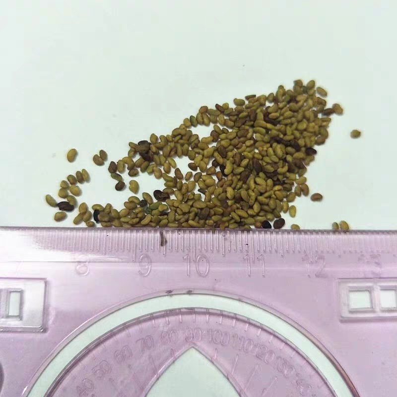 紫花苜蓿草四季牧草种子紫花苜蓿种籽畜牧草种多年生养殖鸡兔