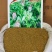 紫花苜蓿草四季牧草种子紫花苜蓿种籽畜牧草种多年生养殖鸡兔
