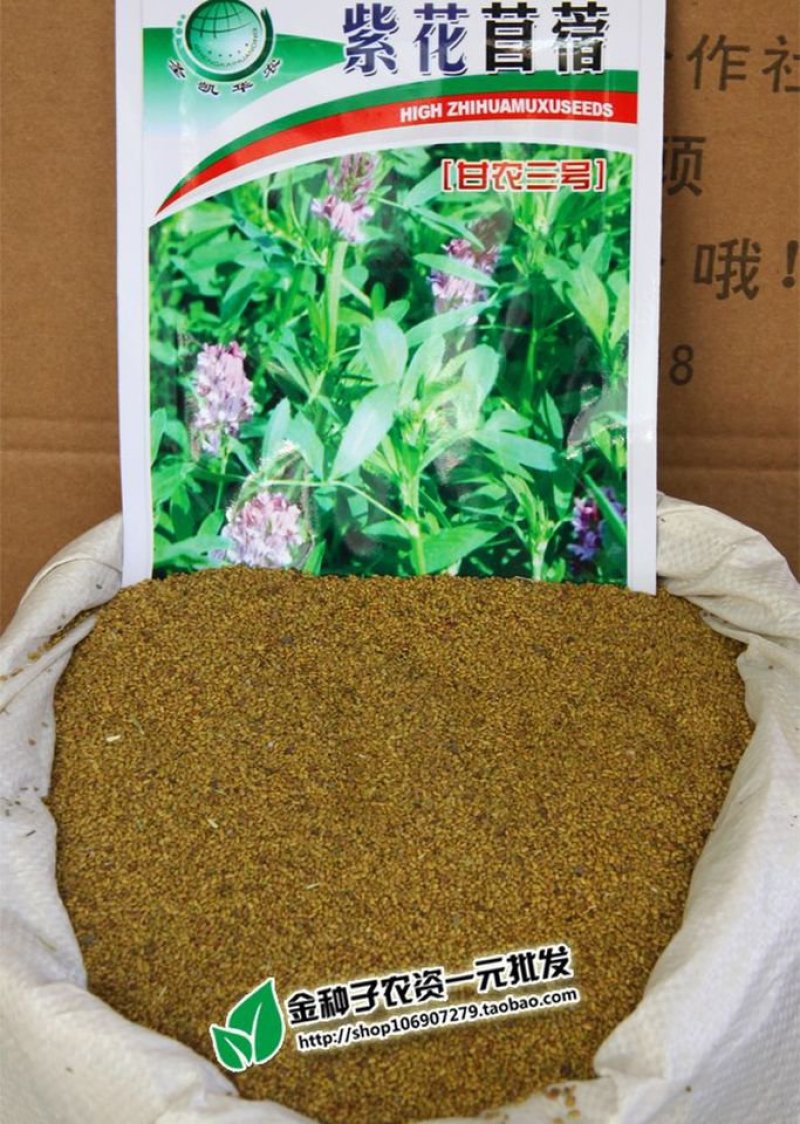 紫花苜蓿草四季牧草种子紫花苜蓿种籽畜牧草种多年生养殖鸡兔