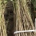 【桃树原生苗】山东泰安苗木基地直供山东桃树苗