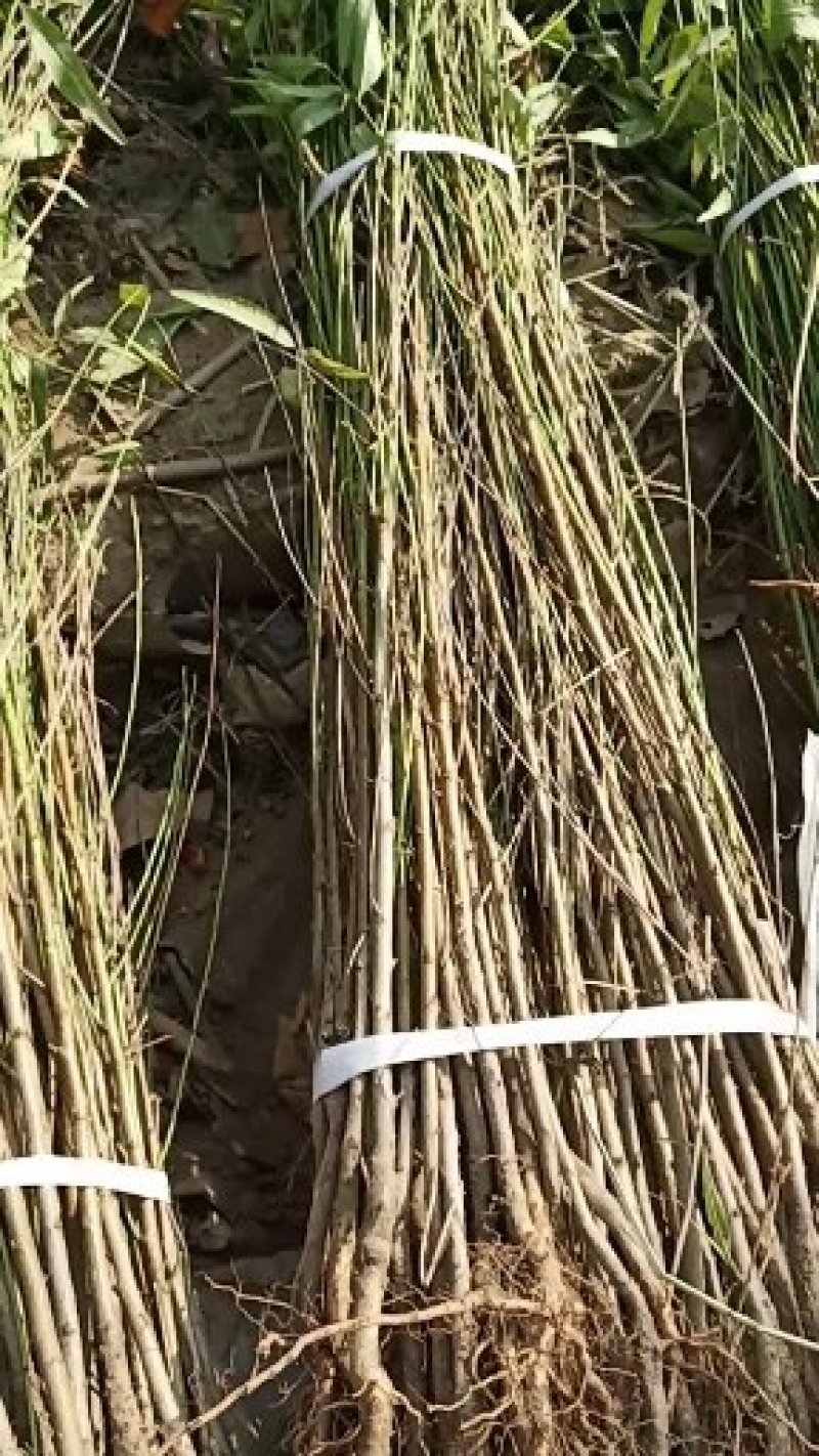 【桃树原生苗】山东泰安苗木基地直供山东桃树苗