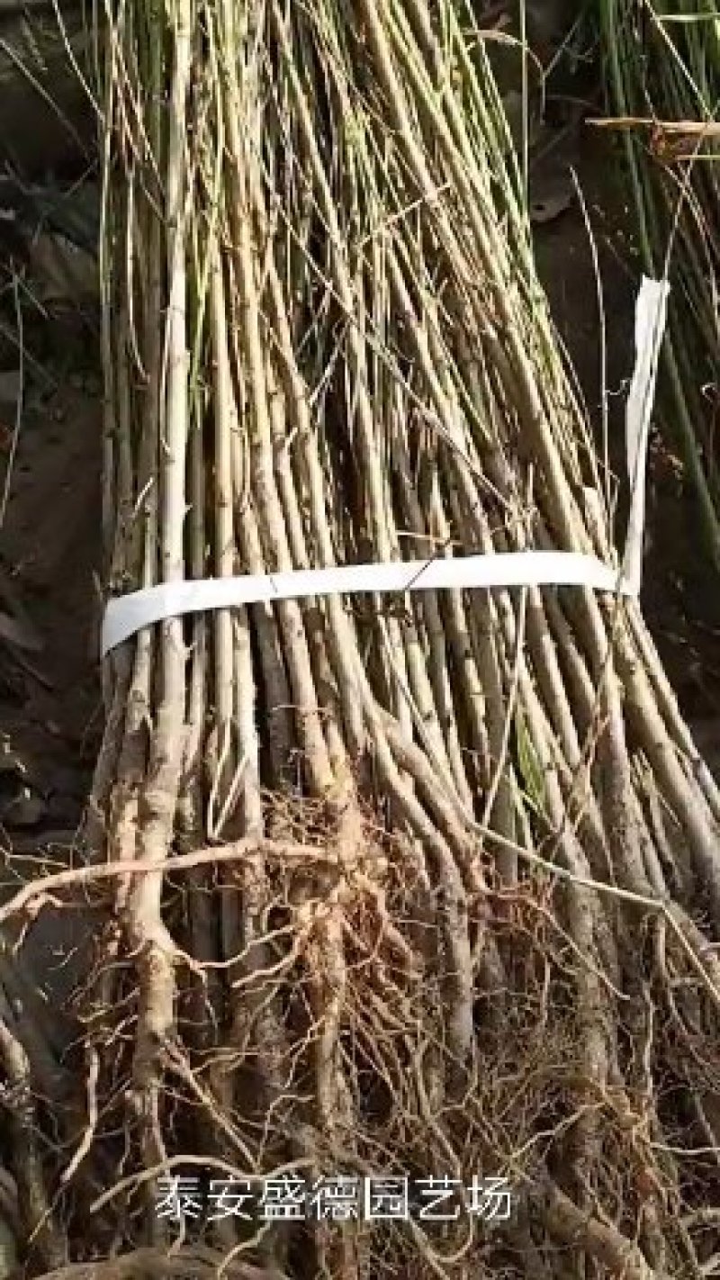 【桃树原生苗】山东泰安苗木基地直供山东桃树苗