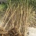 【桃树原生苗】山东泰安苗木基地直供山东桃树苗