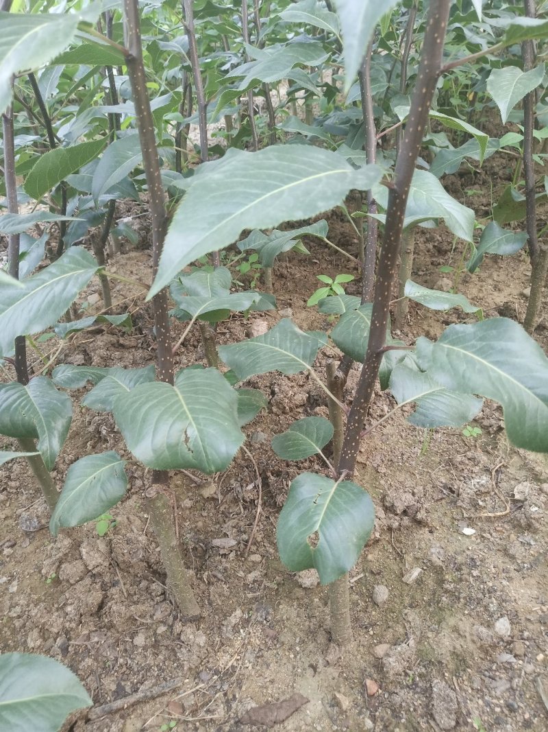 早酥红梨苗彩虹梨全部精品，可签合同，产地直发，一树苗