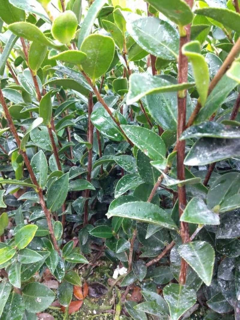 嫁接油茶苗基地批发快递包邮，送生根粉送种植资料