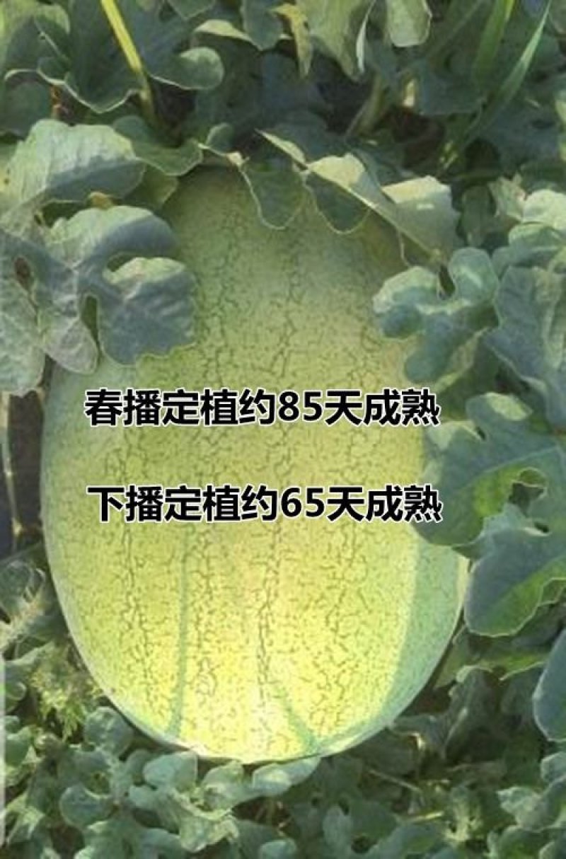 赣新红宝西瓜种子果型特大长椭圆抗病强抗裂绿皮大红瓤中熟品