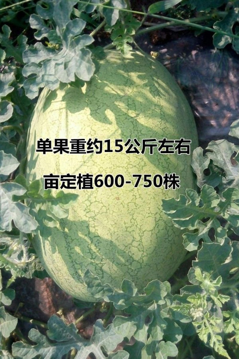 赣新红宝西瓜种子果型特大长椭圆抗病强抗裂绿皮大红瓤中熟品