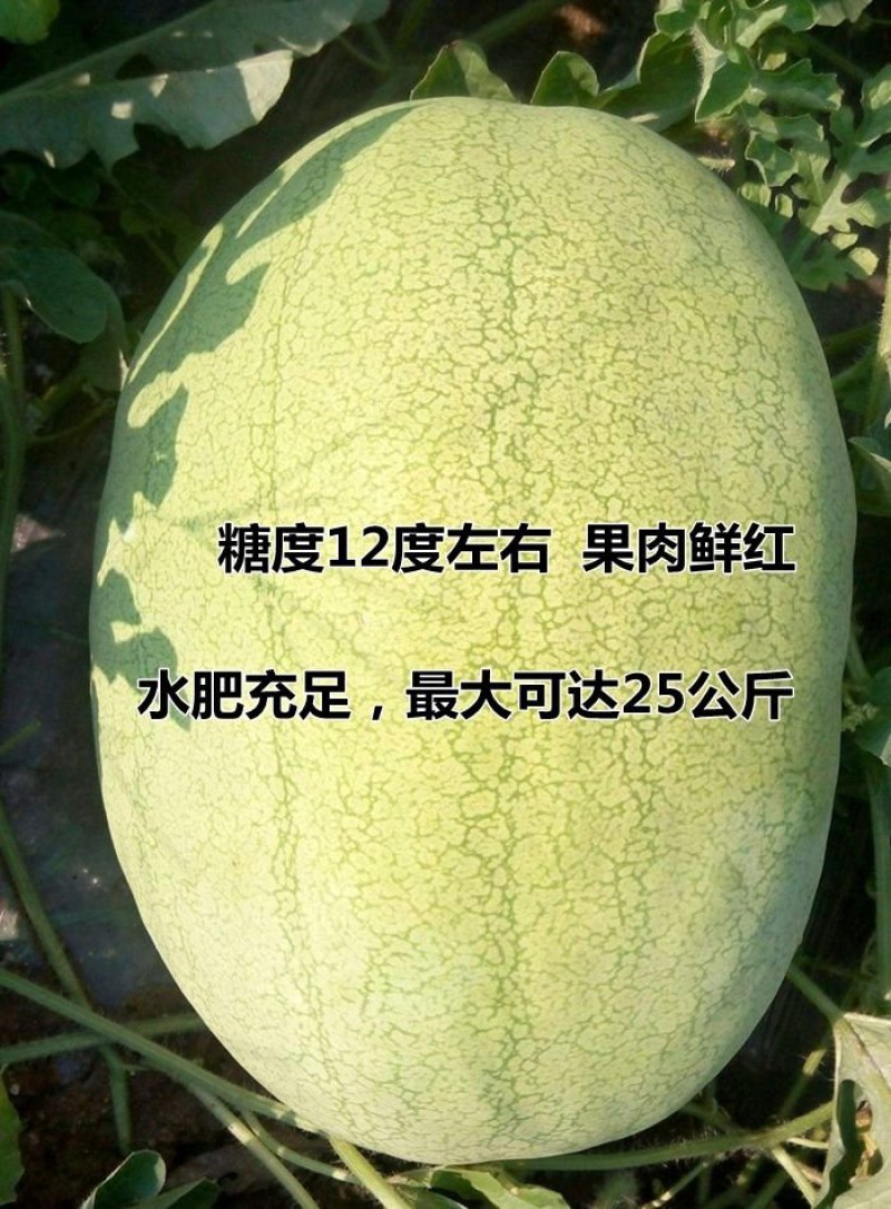 赣新红宝西瓜种子果型特大长椭圆抗病强抗裂绿皮大红瓤中熟品
