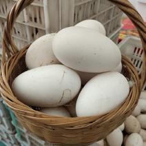 江苏鹅蛋批发农家散养新鲜鹅蛋孕妇小孩老人营养佳品鹅蛋