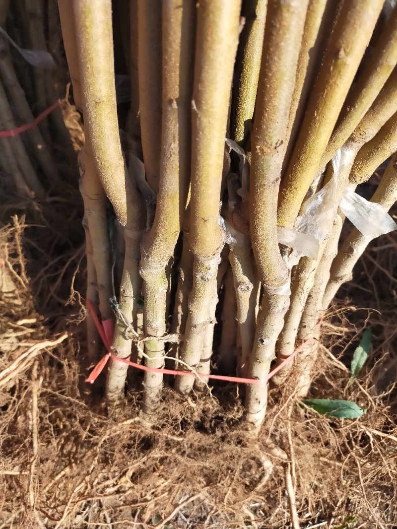 【基地直发】优质桃树苗血桃苗现挖现发量大优惠保证品种