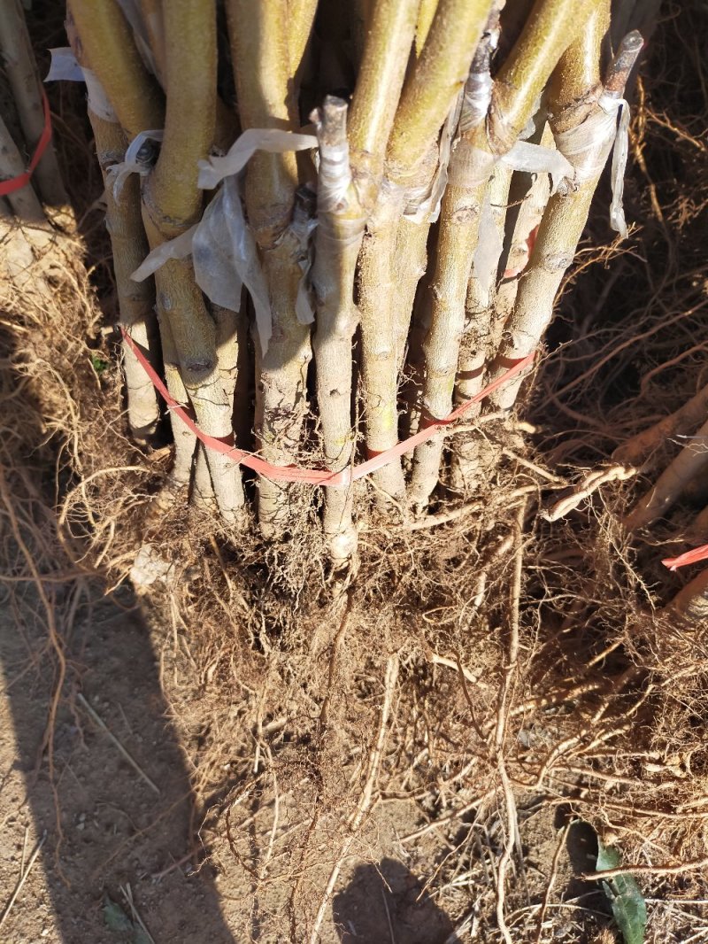 【基地直发】优质桃树苗血桃苗现挖现发量大优惠保证品种