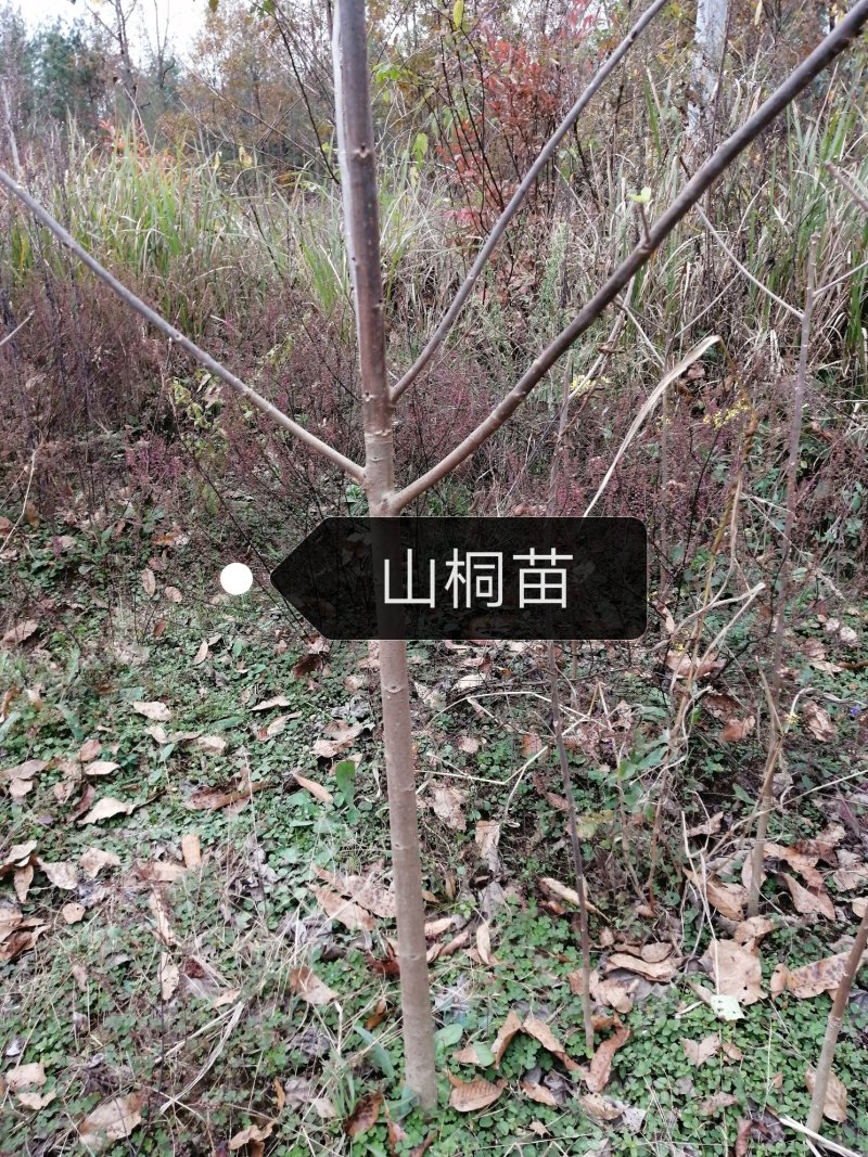 ★山桐苗★各种规格都有，下单前详情咨询客服，量大从优