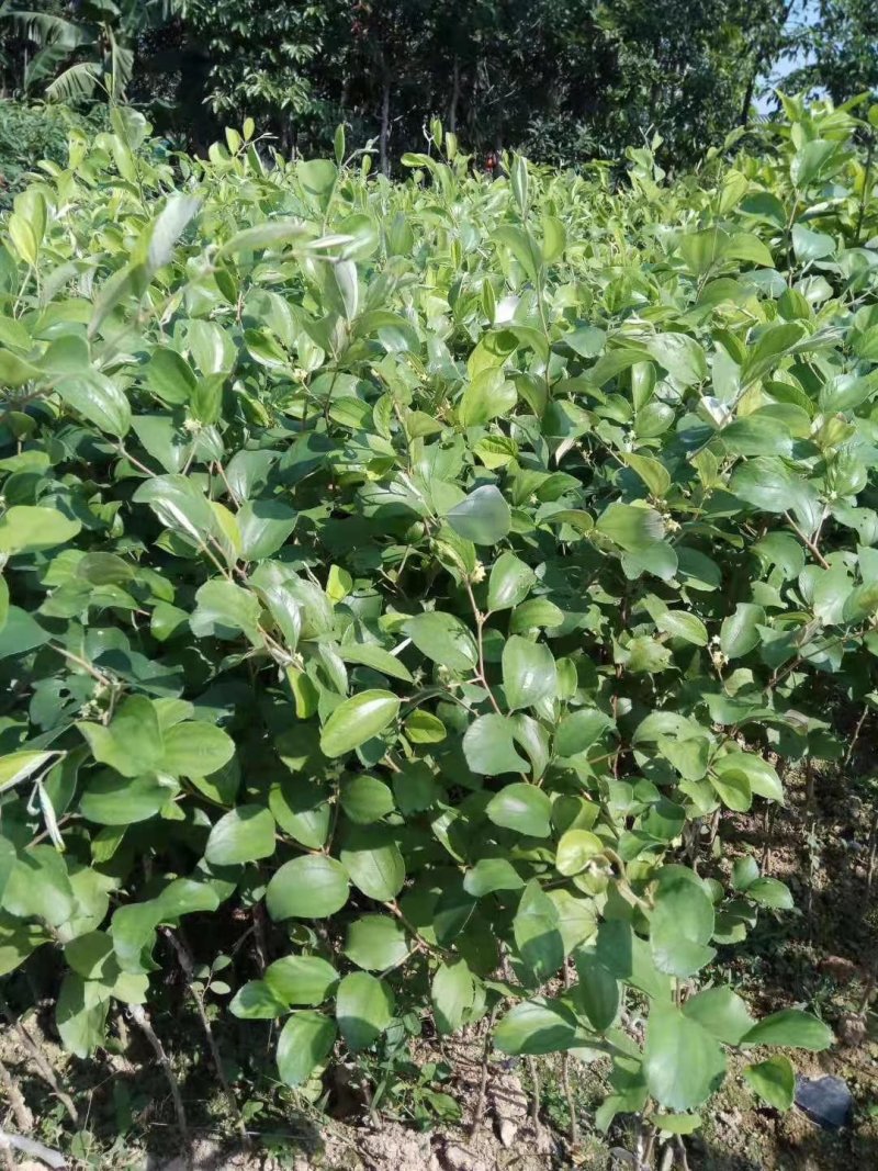 正宗台湾大青枣苗出售，基地直发量大从优