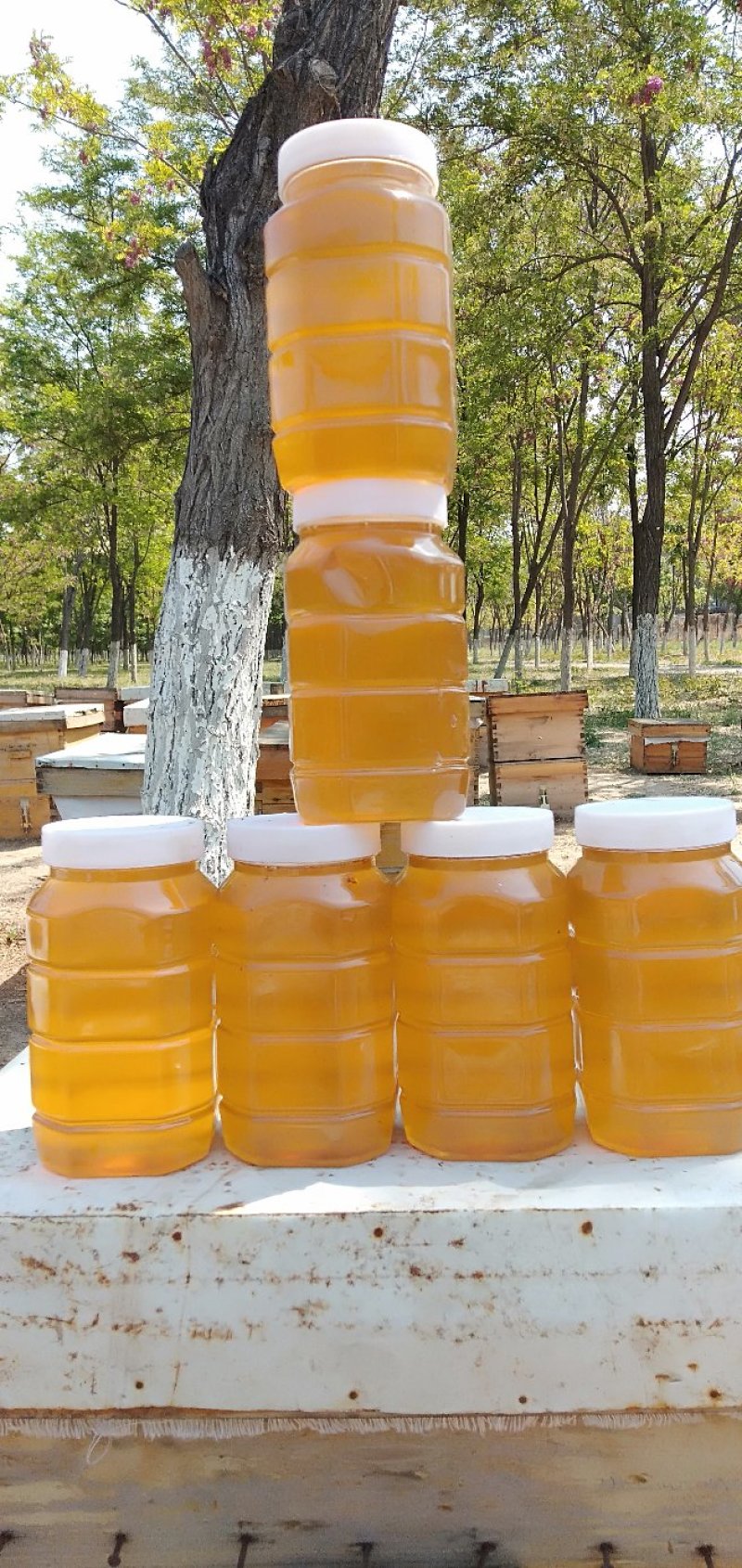 蜂蜜槐花蜜自家养殖蜜蜂质量有保证当天下单直接发货
