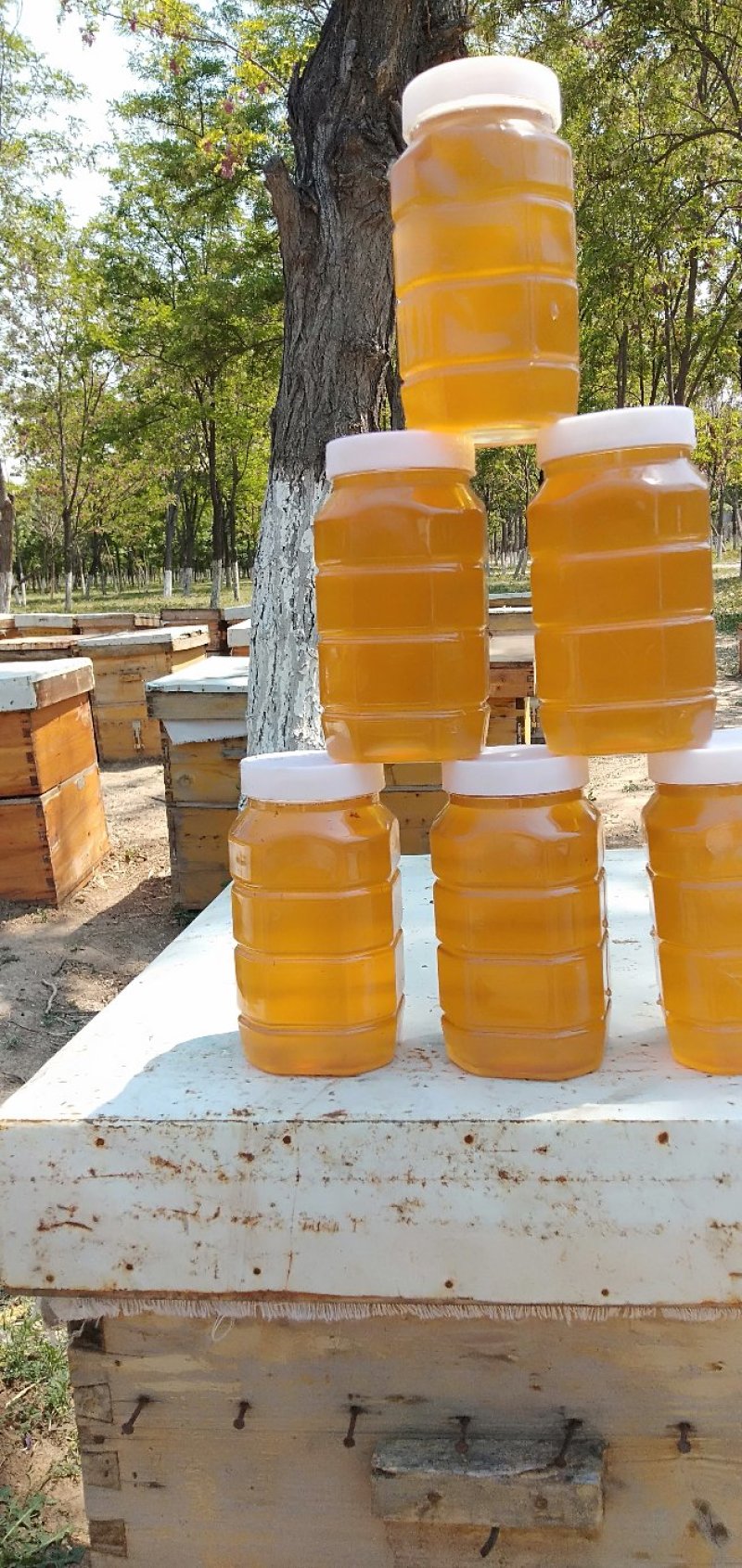 蜂蜜槐花蜜自家养殖蜜蜂质量有保证当天下单直接发货