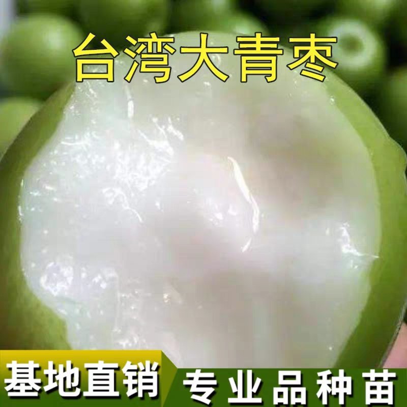 正宗台湾大青枣苗出售，基地直发量大从优