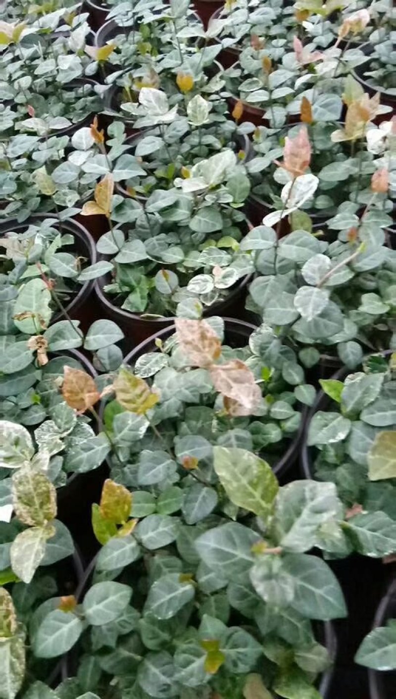 黄金络石。花叶络石。基地一手货源