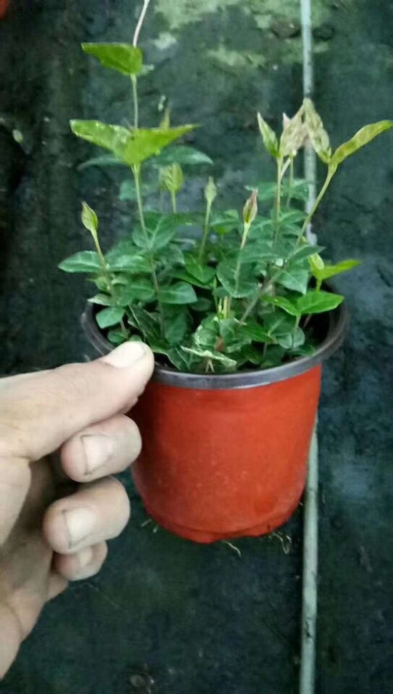 黄金络石。花叶络石。基地一手货源
