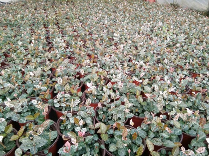 黄金络石。花叶络石。基地一手货源