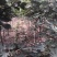 波姬红无花果苗大量出售无花果苗基地直发