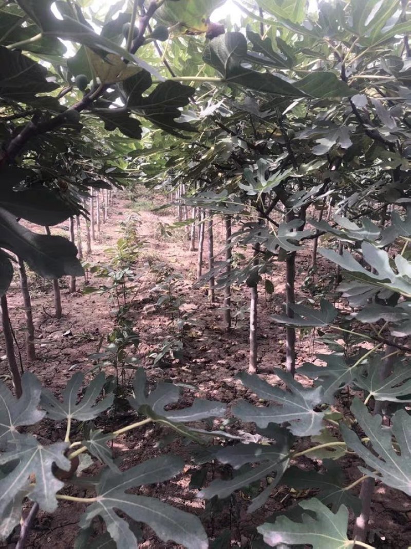 波姬红无花果苗大量出售无花果苗基地直发