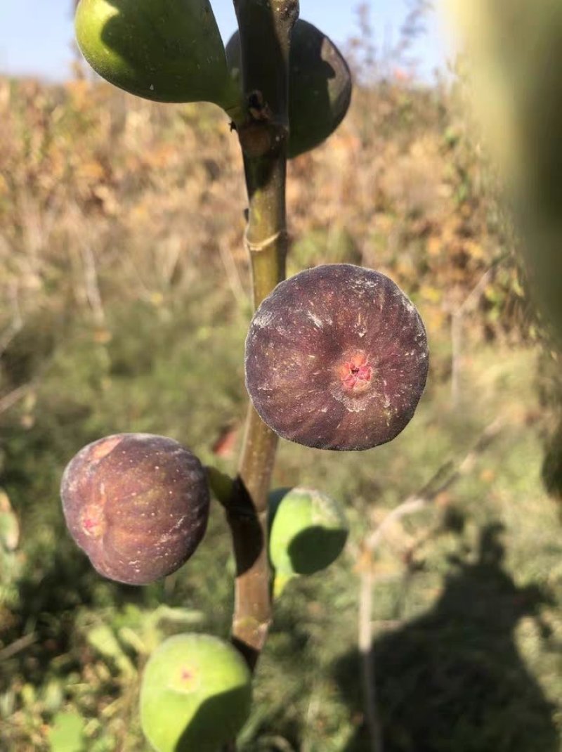 波姬红无花果苗大量出售无花果苗基地直发